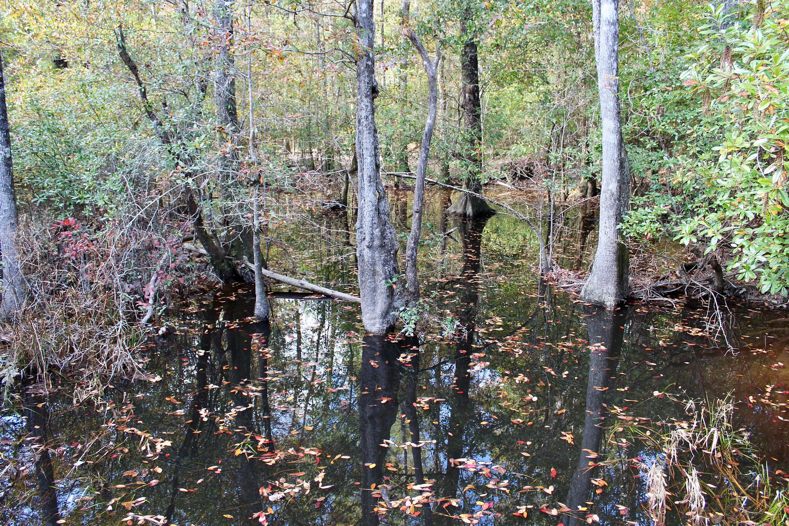 Winds of Destiny RVLife Hiking the Black Creek Trail, 11/05/2017